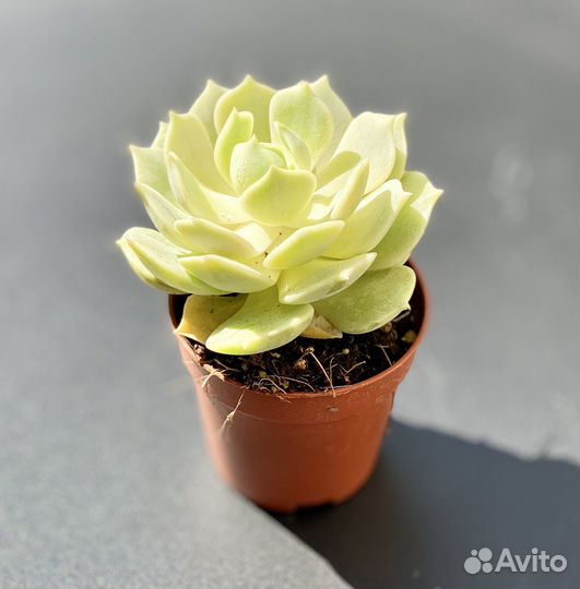 Эхеверия Лола (лат. Echeveria Lola)