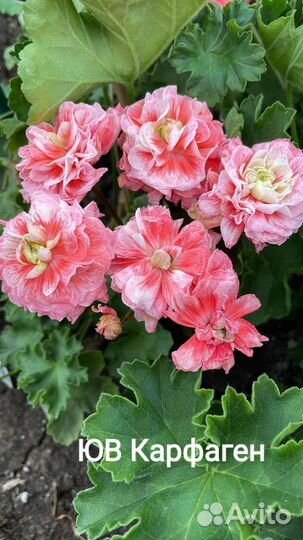 Пеларгония сортовая срезы