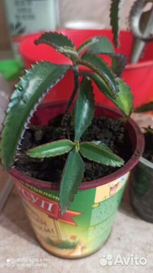 Каланхоэ лечебное