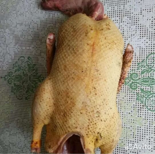 Утка