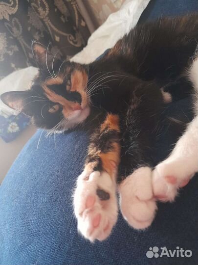 Кошка