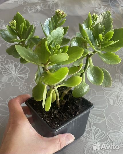 Каланхоэ цветущий красный