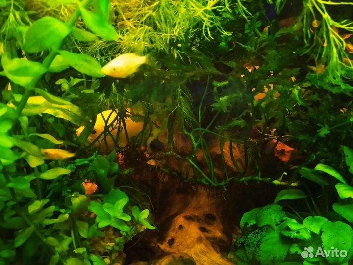 Целующиеся гурами,анцитрусы,Растения в аквариума