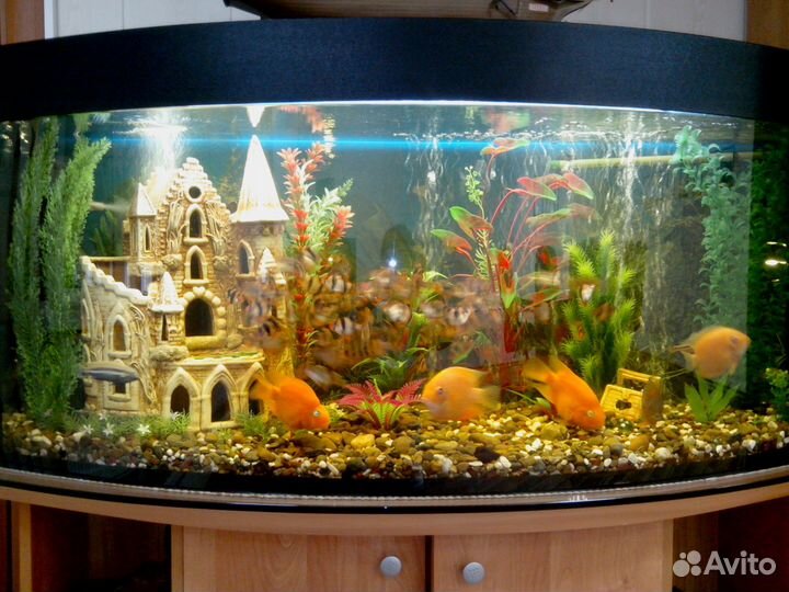 Обслуживание аквариумов