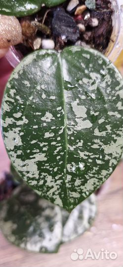 Хойя Acuta Splash