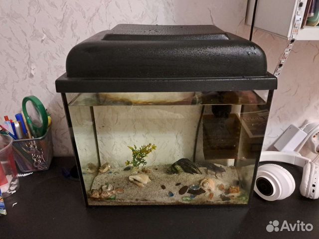 Аксолотль с аквариумом или без него объявление продам