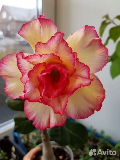 Адениум прививка