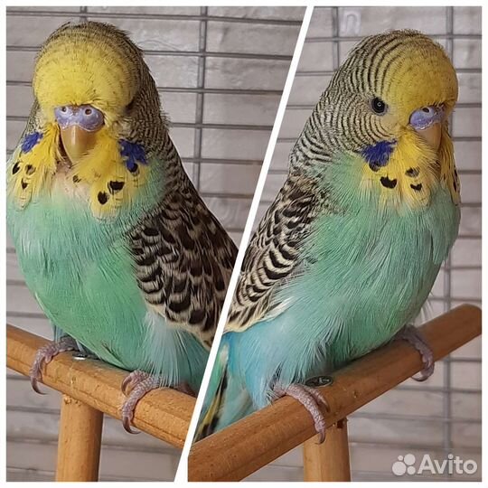 Выставочный волнистый Попугай(Чех)