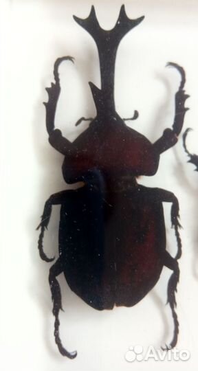 Коллекционный жук- носорог