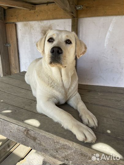 Лабрадор ретривер