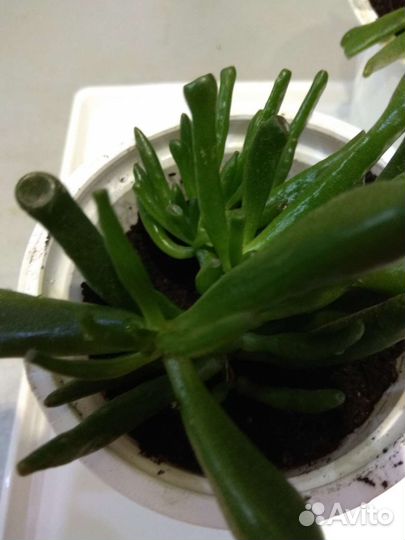 Крассула Хоббит