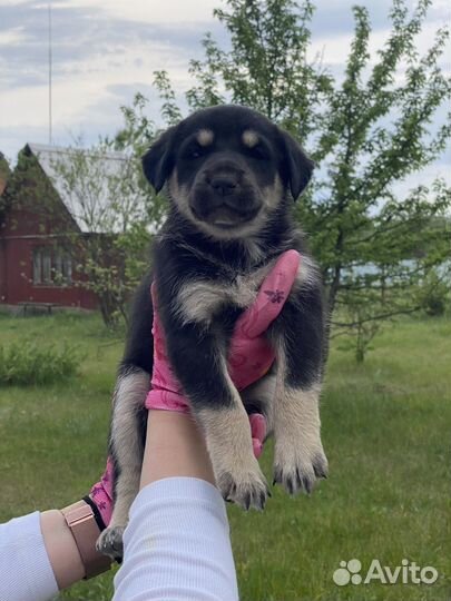 Собаки бесплатно