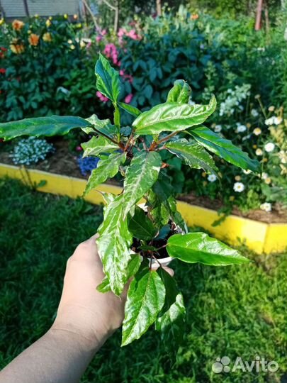 Комнатные цветы