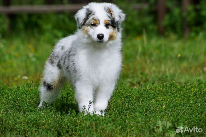 Австралийская овчарка (аусси)