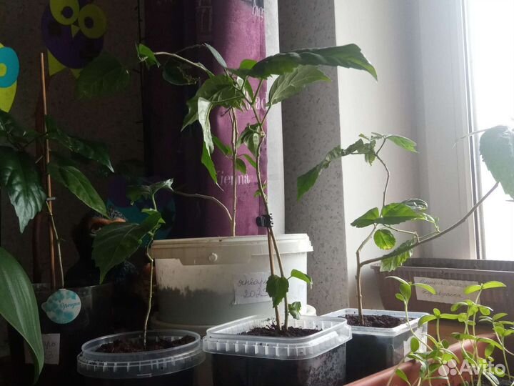 Растения роза