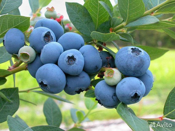 Саженцы Голубики