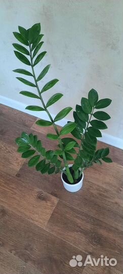 Цветы для дома замиокулькас фикус диффенбахия