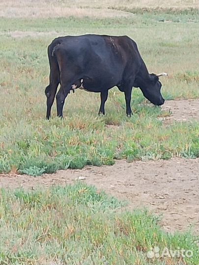 Коровы дойные