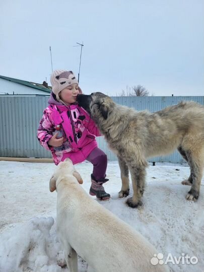 Ласковый Снежок в добрые руки