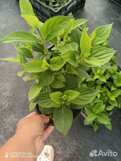 Гортензия оптом