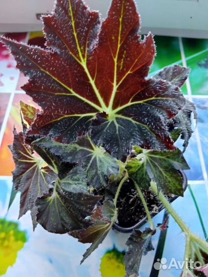 Бегонии королевские,элатиор