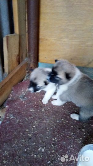 Лайка западно-сибирская