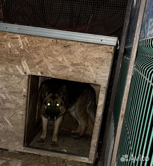 Немецкая овчарка вязка