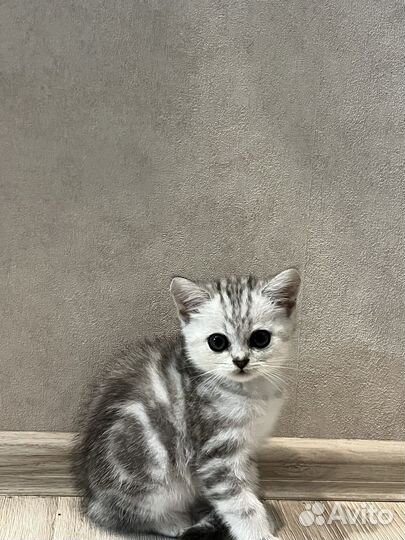 Шатланские котята