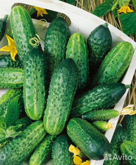 Семена овощей