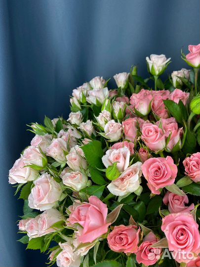 Роза кустовая