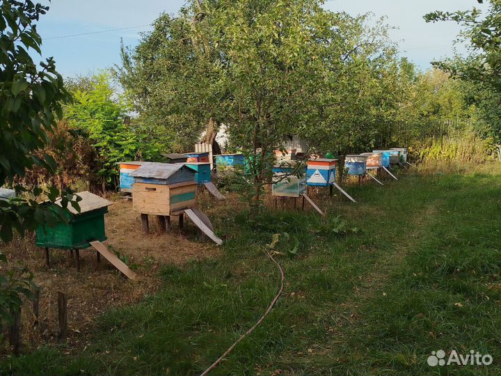 Продажа пчелосемей