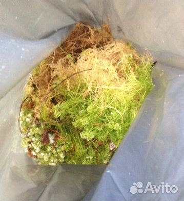 Мох сфагнум живой