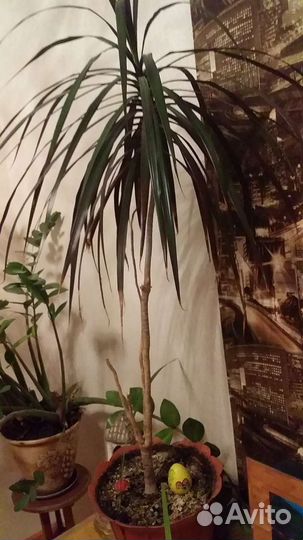 Комнатные цветы