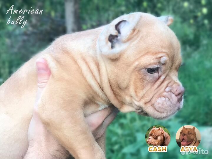 Щенки американского булли