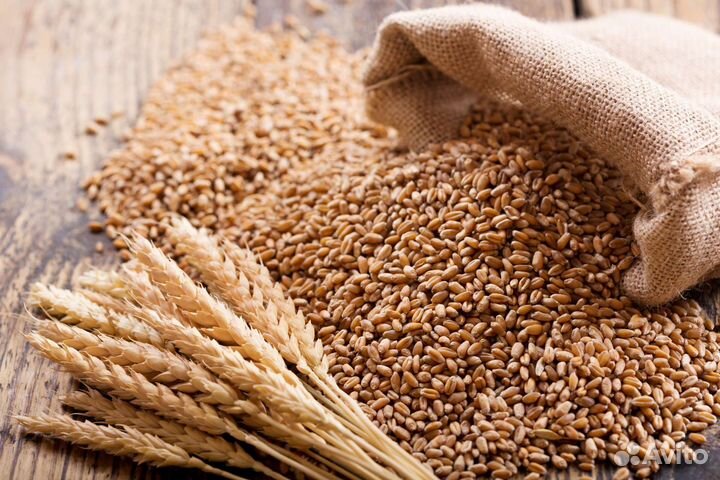 Зерно пшеница ячмень
