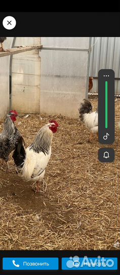 Молодые петухи