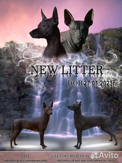 Ксолоитцкуинтли стандарт