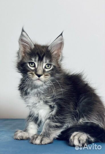 Котята мейн-кун