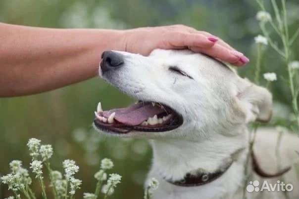 Белоснежка ищет дом