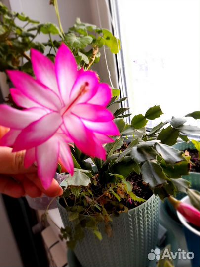 Отростки комнатных растений