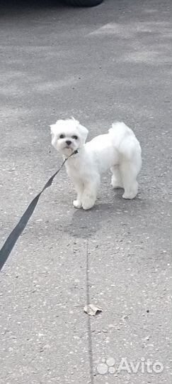 Мальтезе вязка