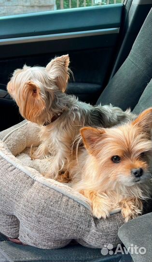 Собаки бесплатно в добрые руки