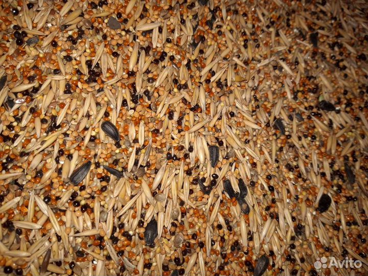 Корм для канареек и попугаев чумиза а колосках
