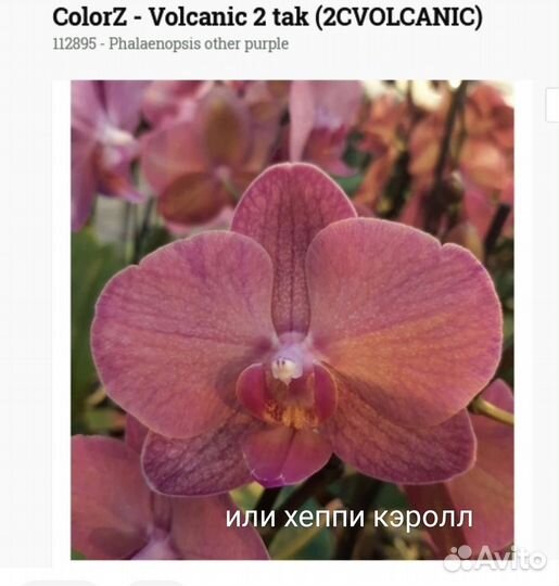 Орхидея фаленопсис