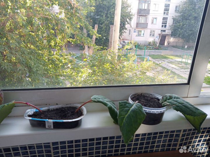 Глоксиния цветущая