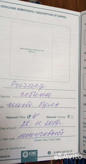 Собака в добрые руки. Питбуль