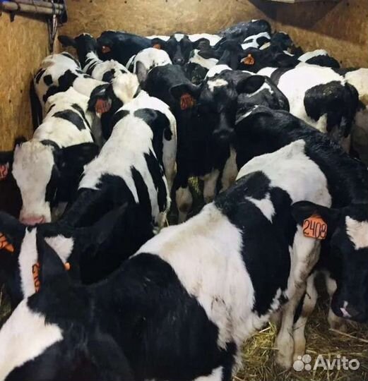 Телята бычки