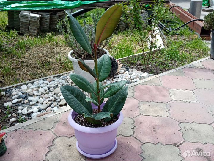 Фикус