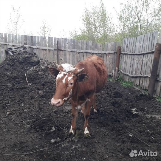 Продам телку