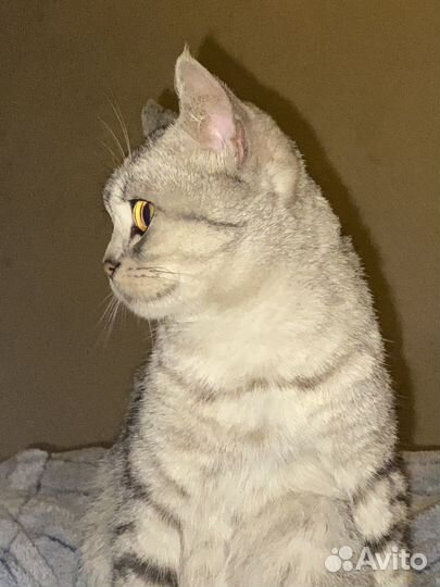 Кошка в дар бесплатно